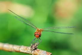Attēlu rezultāti vaicājumam “Sympetrum”