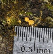 Attēlu rezultāti vaicājumam “Hemitrichia lutescens”