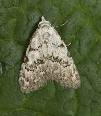 Attēlu rezultāti vaicājumam “Nola confusalis”