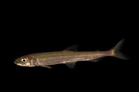 Image result for Osmerus mordax