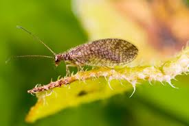 Attēlu rezultāti vaicājumam “Hemerobiidae”