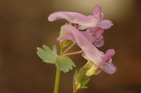 Attēlu rezultāti vaicājumam “Corydalis solida”