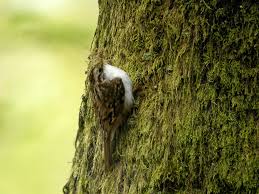 Attēlu rezultāti vaicājumam “Certhia familiaris adult”