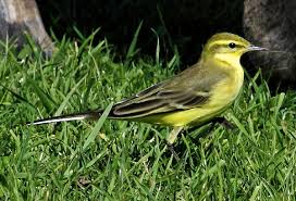 Attēlu rezultāti vaicājumam “Motacilla flava flava”