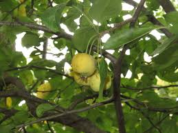 Attēlu rezultāti vaicājumam “Malus prunifolia fruit”