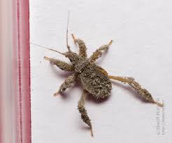 Attēlu rezultāti vaicājumam “Reduvius personatus”