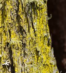 Attēlu rezultāti vaicājumam “Chrysothrix candelaris”