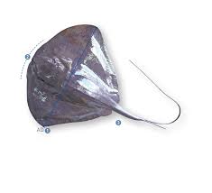 Image result for Pteroplatytrygon violacea