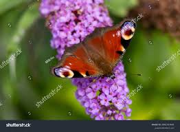 Attēlu rezultāti vaicājumam “Inachis io”