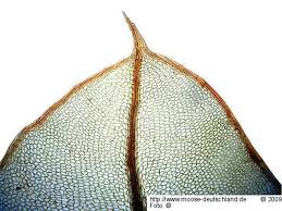 Attēlu rezultāti vaicājumam “Cinclidium stygium”