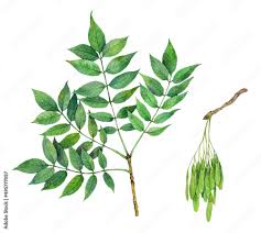 Attēlu rezultāti vaicājumam “Fraxinus excelsior leaf”