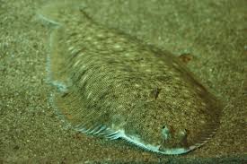 Image result for Solea solea