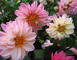 Image result for Dahlia x pinnata `Pompon Lilliput`