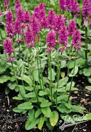 Attēlu rezultāti vaicājumam “Stachys officinalis flower”