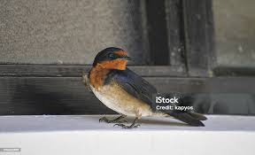 Image result for Petrochelidon pyrrhonota