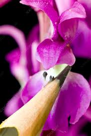 Attēlu rezultāti vaicājumam “Orchis mascula flower”