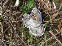 Attēlu rezultāti vaicājumam “Phellodon melaleucus”