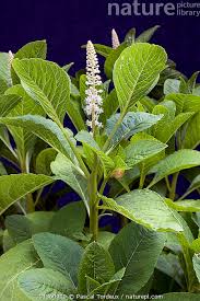 Attēlu rezultāti vaicājumam “Phytolaccaceae”