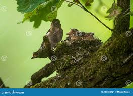 Attēlu rezultāti vaicājumam “Fringilla coelebs nest”