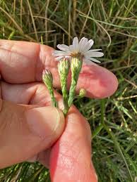 Attēlu rezultāti vaicājumam “Atrichum flavisetum sporophyte”