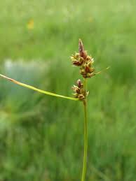 Attēlu rezultāti vaicājumam “Carex pilulifera”