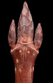 Attēlu rezultāti vaicājumam “Acer saccharinum bud”