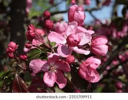 Attēlu rezultāti vaicājumam “Malus purpurea”