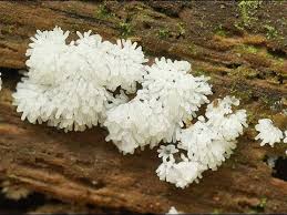 Attēlu rezultāti vaicājumam “Ceratiomyxa fruticulosa young”