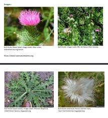 Attēlu rezultāti vaicājumam “Cirsium vulgare flower”