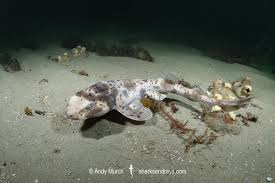 Image result for Cephaloscyllium laticeps