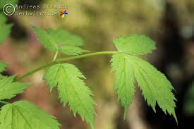 Image result for Christophskraut