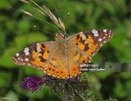 Attēlu rezultāti vaicājumam “Vanessa cardui”