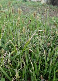 Attēlu rezultāti vaicājumam “Carex pilosa”