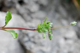Attēlu rezultāti vaicājumam “Stellaria pallida”