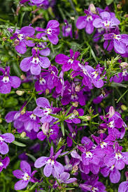 Attēlu rezultāti vaicājumam “Lobelia erinus flower”