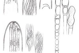 Attēlu rezultāti vaicājumam “Vibrissea decolorans”