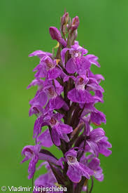 Attēlu rezultāti vaicājumam “Dactylorhiza traunsteineri”