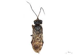 Attēlu rezultāti vaicājumam “Acantholyda erythrocephala”