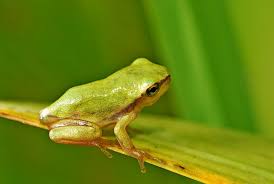 Attēlu rezultāti vaicājumam “Hyla arborea”