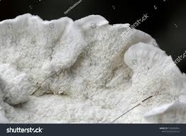 Attēlu rezultāti vaicājumam “Plicatura nivea”