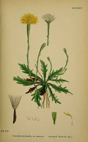 Attēlu rezultāti vaicājumam “Leontodon autumnalis”