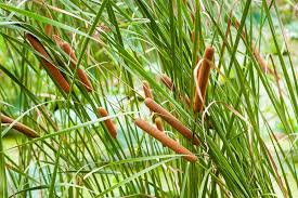 Attēlu rezultāti vaicājumam “Typha angustifolia  fruit”