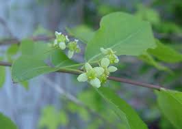 Attēlu rezultāti vaicājumam “Euonymus flower”