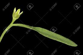 Attēlu rezultāti vaicājumam “Thesium ebracteatum”