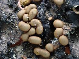 Attēlu rezultāti vaicājumam “Trichia contorta sessile”