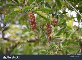 Attēlu rezultāti vaicājumam “Magnolia kobus fruit”