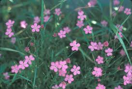 Attēlu rezultāti vaicājumam “Dianthus deltoides flower”