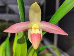 Attēlu rezultāti vaicājumam “Symphytocarpus flaccidus young”