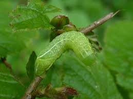 Attēlu rezultāti vaicājumam “Amphipyra pyramidea”