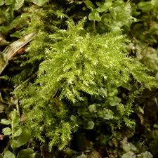 Attēlu rezultāti vaicājumam “Campylium protensum”